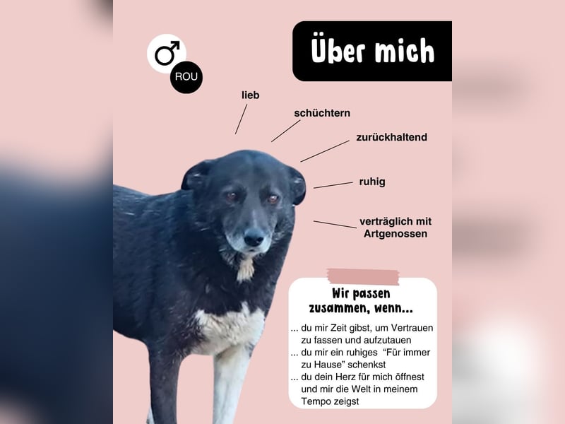 Zurückhaltender Kasimir