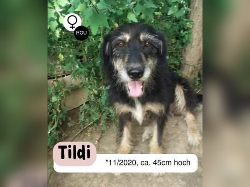 Fröhliche TILDI