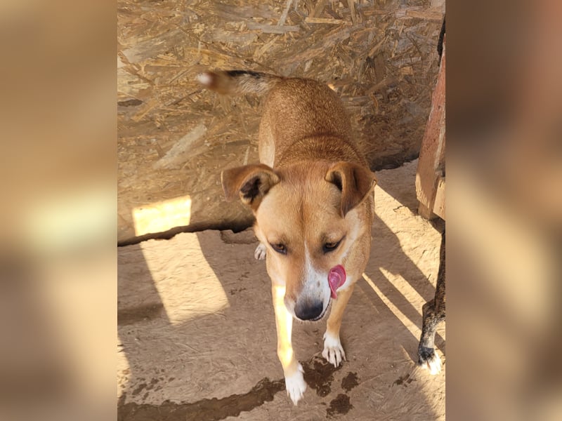 Schüchterne BELINDA