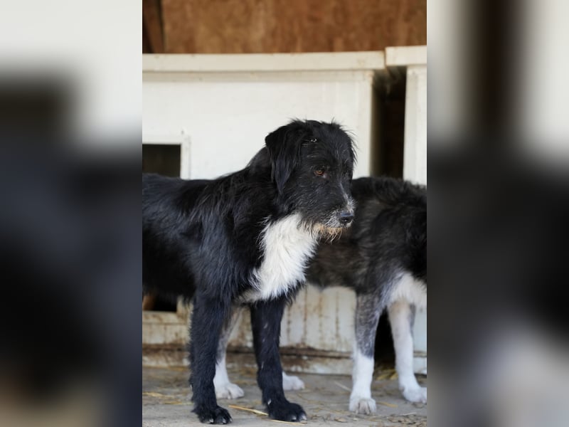 BLACKY möchte das Leben kennenlernen