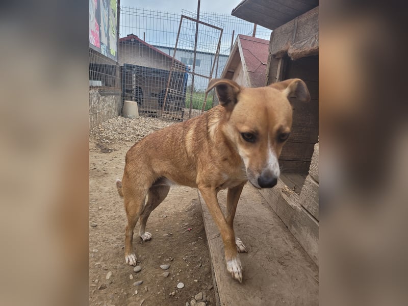 Schüchterne BELINDA