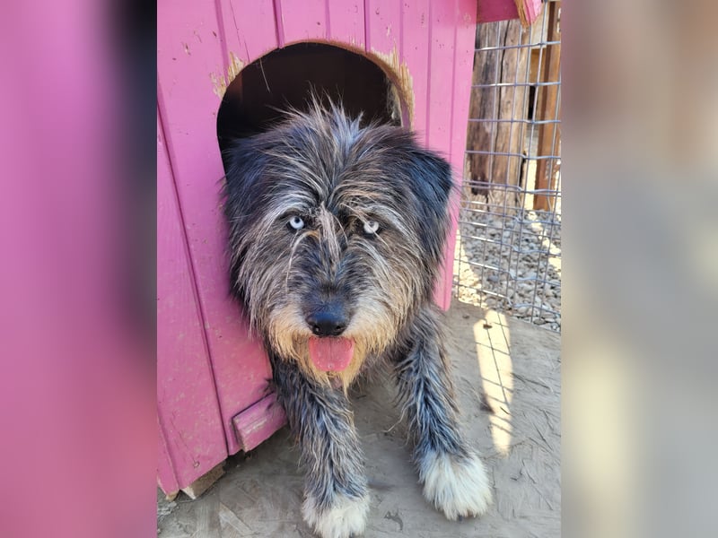 BLUE - Ozeanblaue Augen suchen DICH