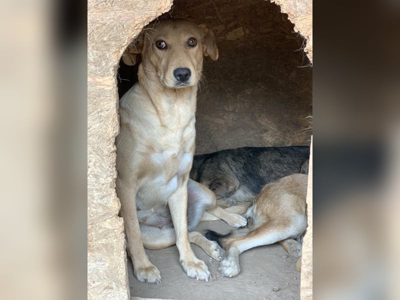 Schüchterne PUCHY sucht ein Zuhause