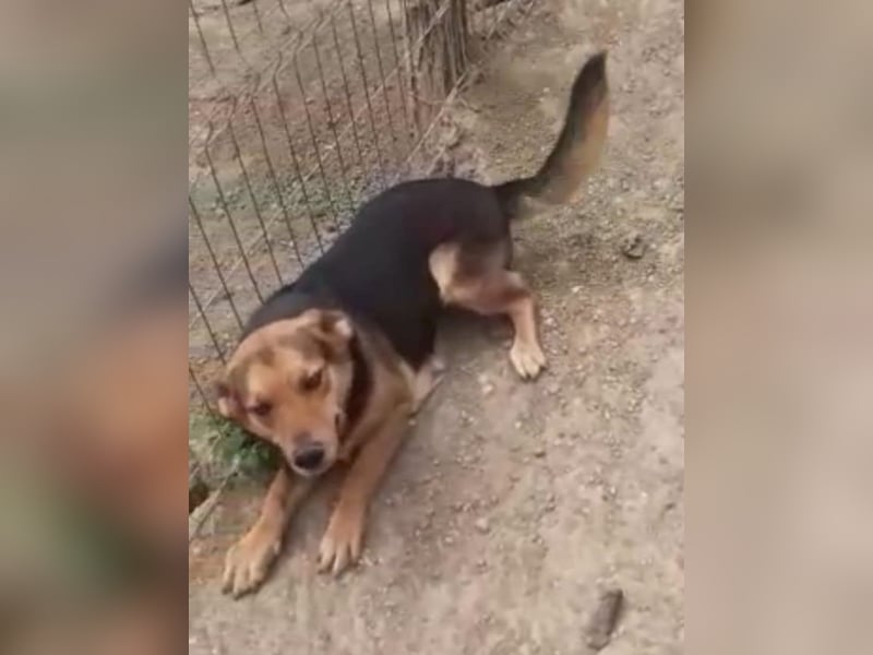 Sensible CHARLIE sucht ihre Menschen