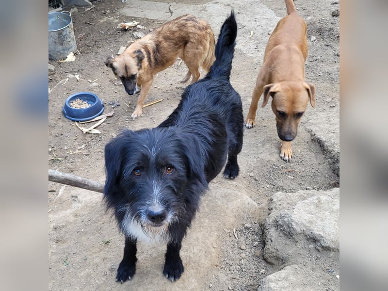 BLACKY möchte das Leben kennenlernen