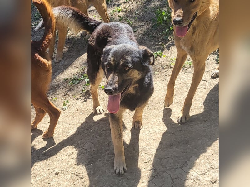 Treue SAMMY sucht ihr Zuhause