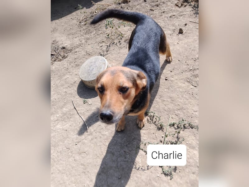 Sensible CHARLIE sucht ihre Menschen