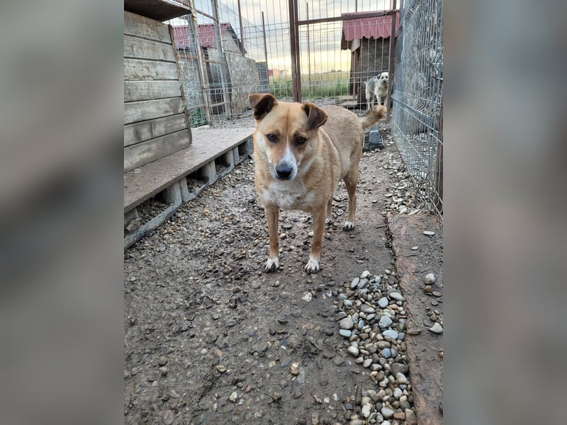 Schüchterne BELINDA