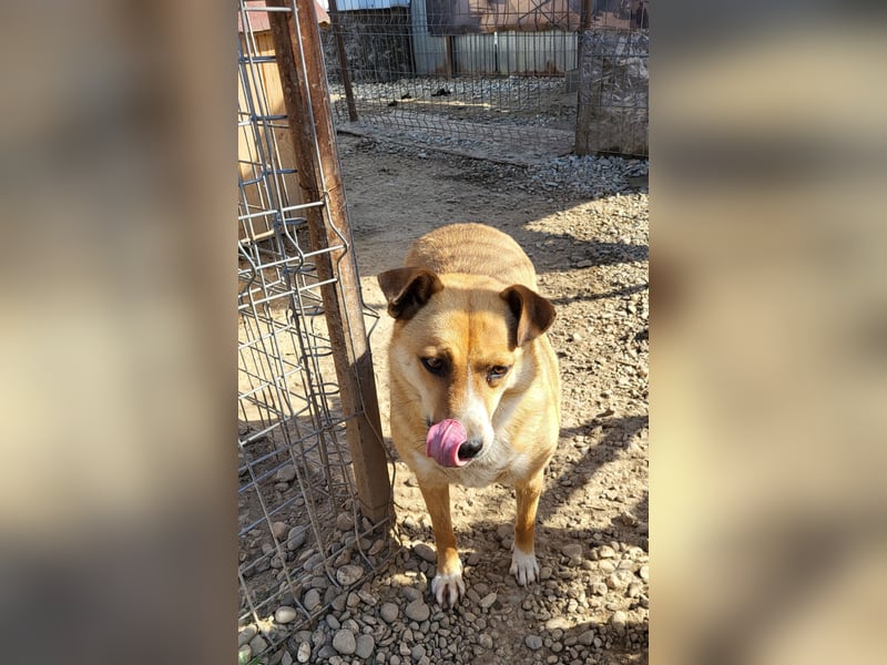 Schüchterne BELINDA