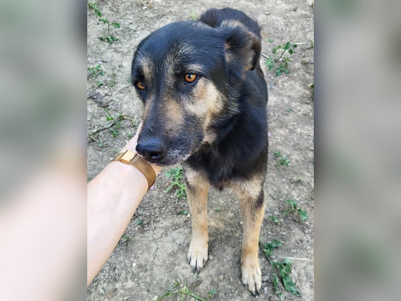 Treue SAMMY sucht ihr Zuhause