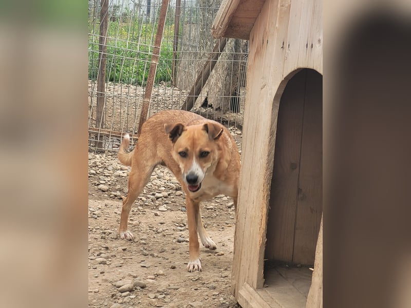 Schüchterne BELINDA