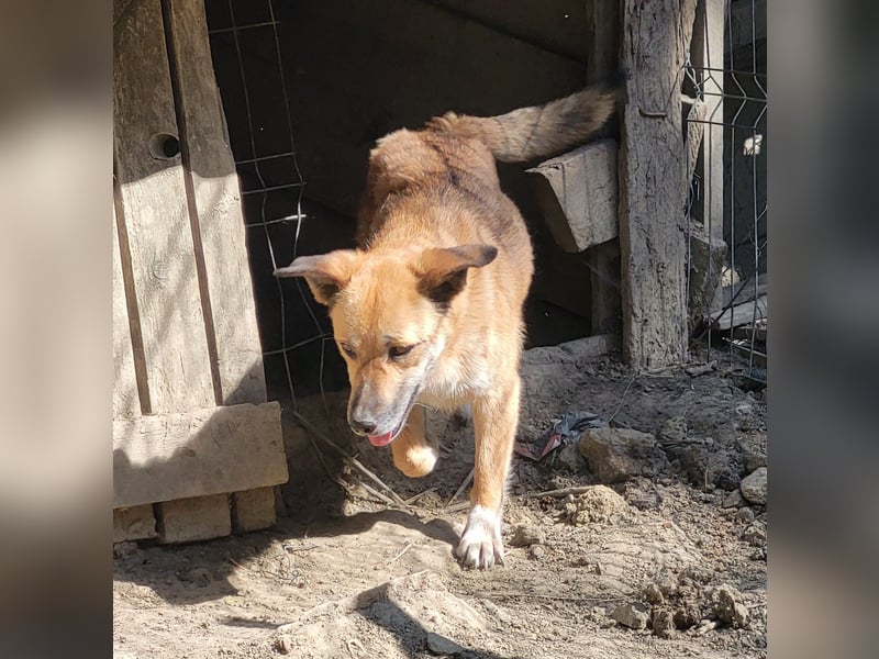 LISSY sucht ihre Menschen