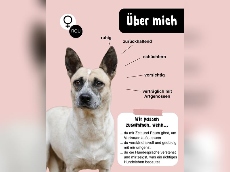 Nala sucht herzliches Zuhause