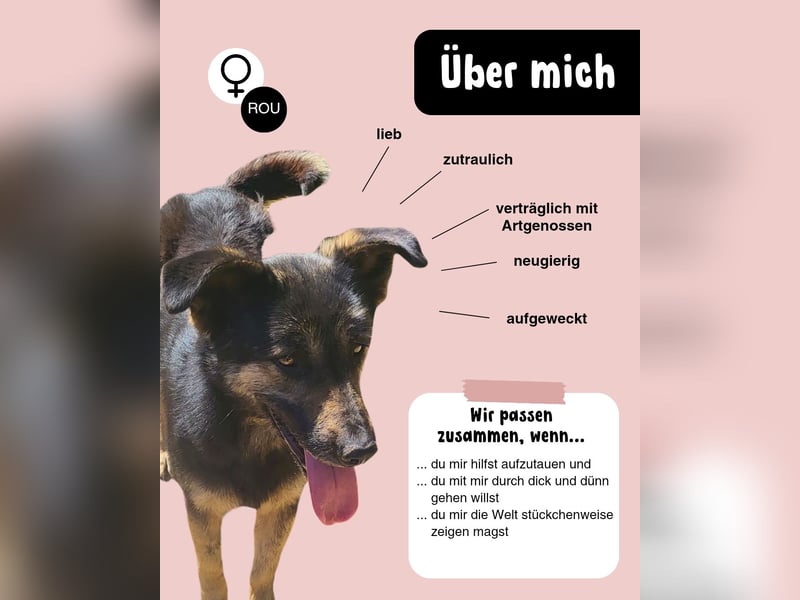 Treue SAMMY sucht ihr Zuhause