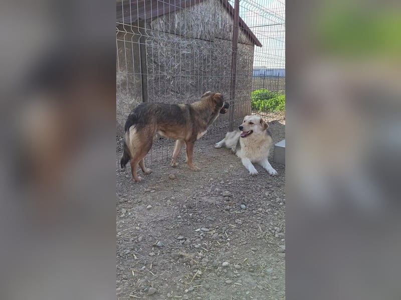 Junghund RUDI verschenkt sein Herz