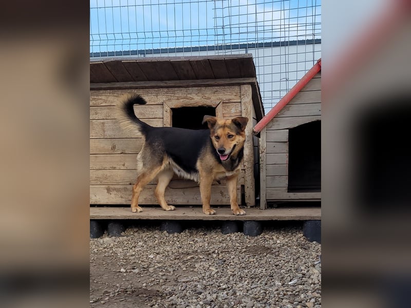 Sensible CHARLIE sucht ihre Menschen