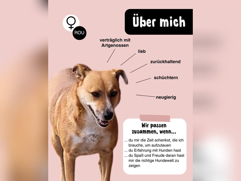 Schüchterne BELINDA