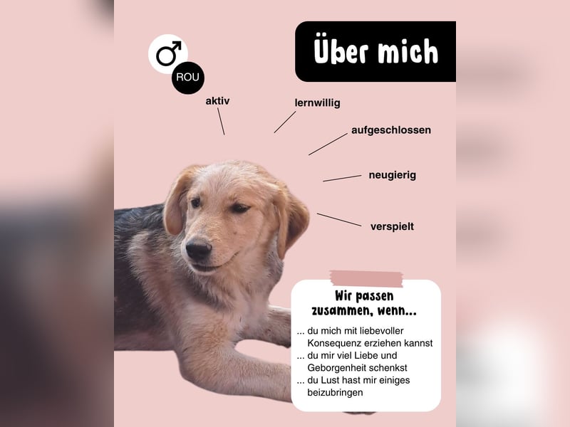 Junghund RUDI verschenkt sein Herz