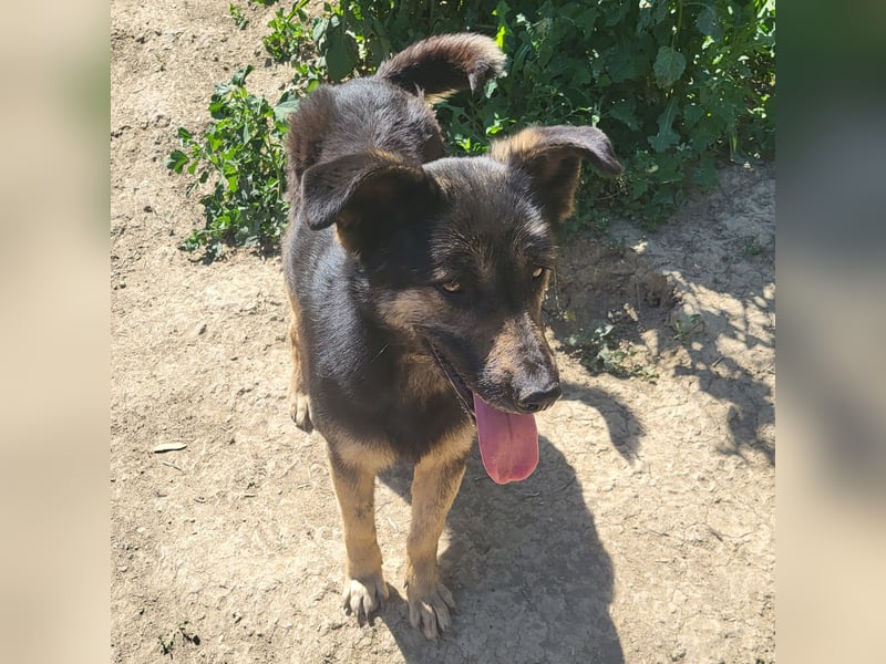 Treue SAMMY sucht ihr Zuhause