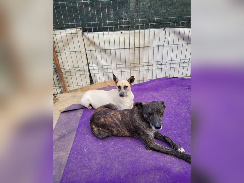 Nala sucht herzliches Zuhause