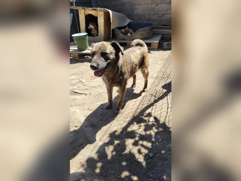 SANDY sucht Menschen zum kuscheln