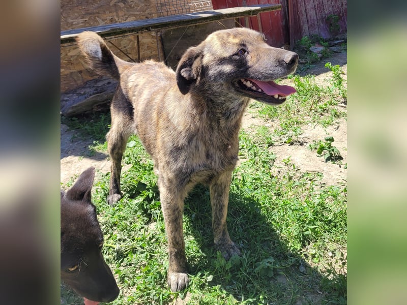 SANDY sucht Menschen zum kuscheln