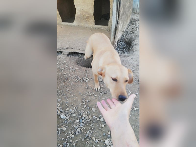 Schüchterne PUCHY sucht ein Zuhause