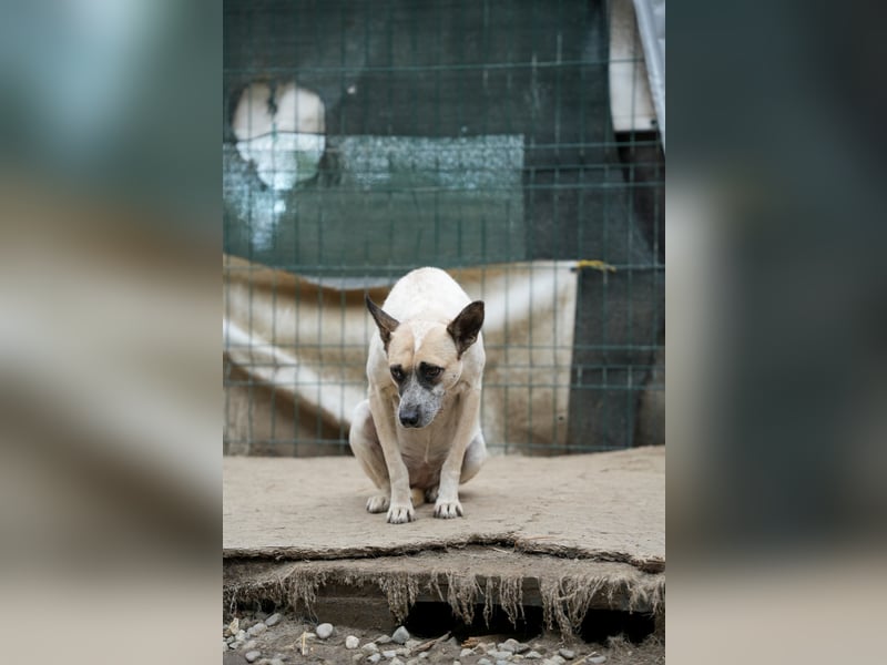 Nala sucht herzliches Zuhause