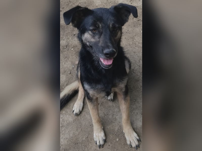 Treue SAMMY sucht ihr Zuhause