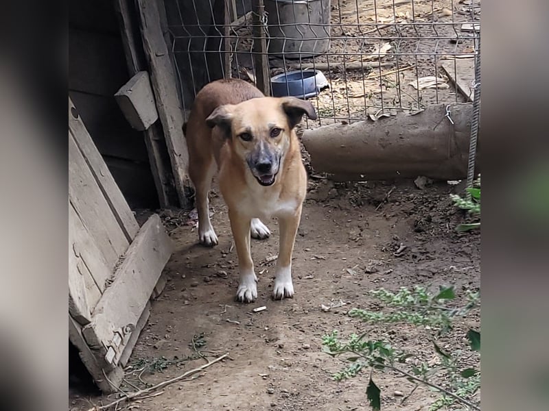 LISSY sucht ihre Menschen