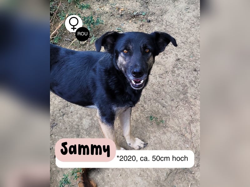 Treue SAMMY sucht ihr Zuhause