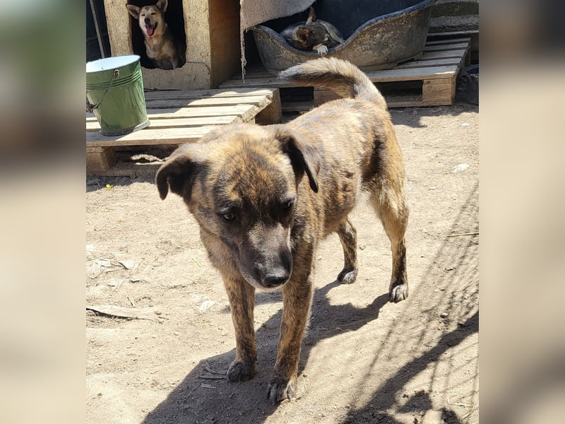 SANDY sucht Menschen zum kuscheln