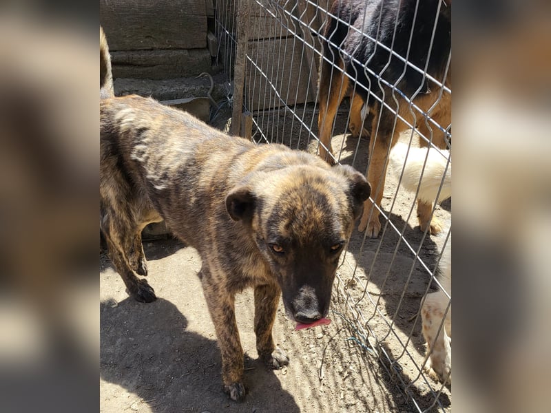 SANDY sucht Menschen zum kuscheln