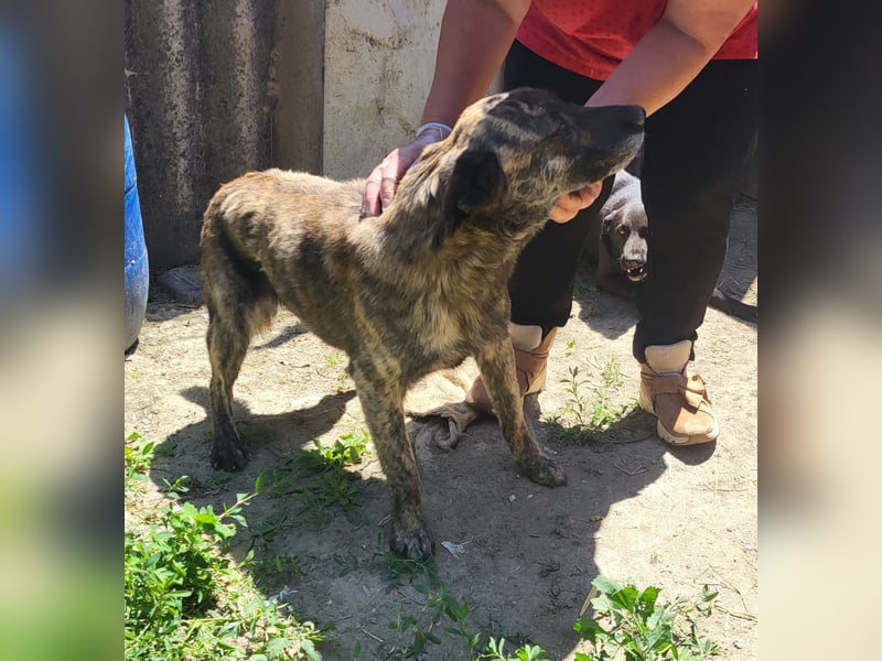 SANDY sucht Menschen zum kuscheln