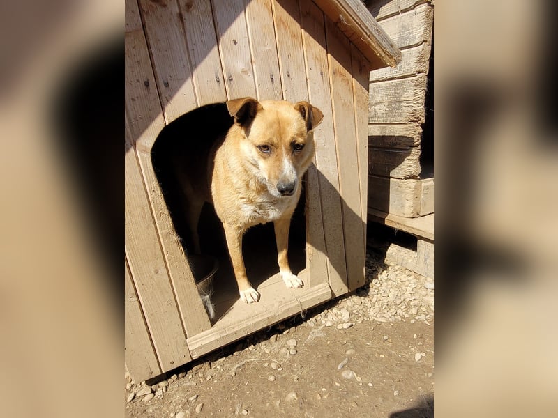 Schüchterne BELINDA