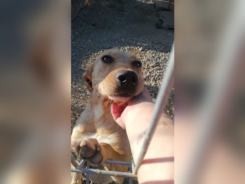 Schüchterne PUCHY sucht ein Zuhause