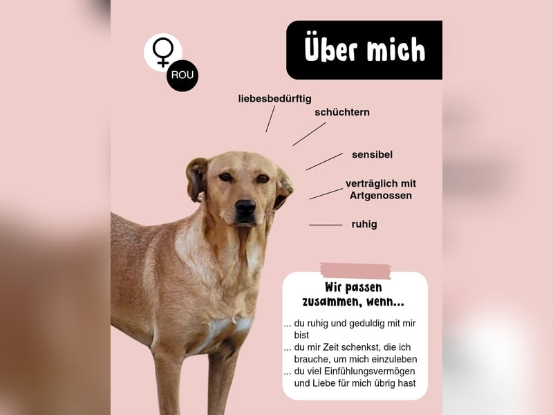 Schüchterne PUCHY sucht ein Zuhause