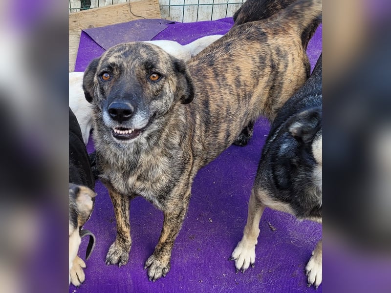 SANDY sucht Menschen zum kuscheln