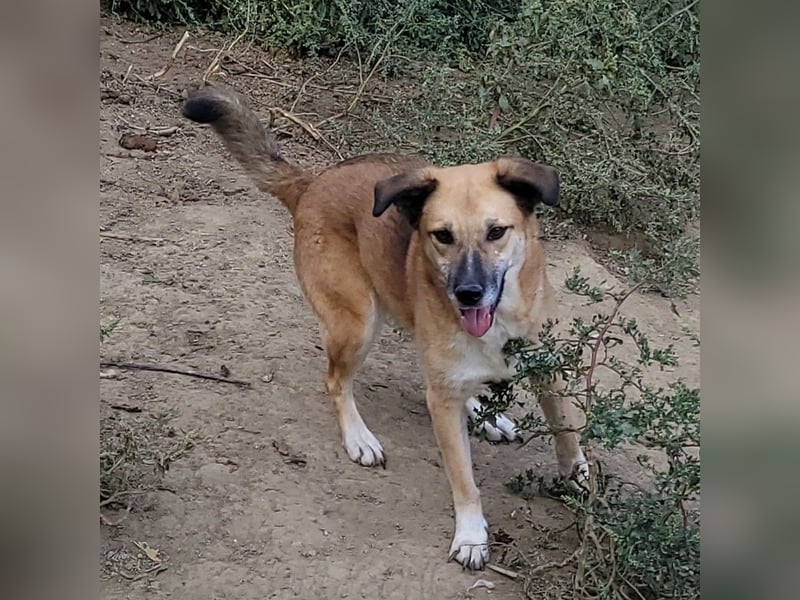 LISSY sucht ihre Menschen