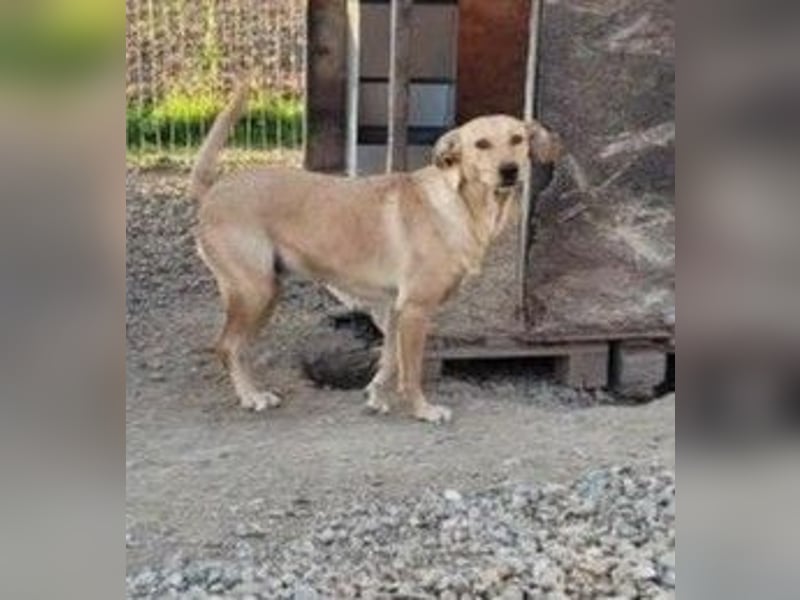 Schüchterne PUCHY sucht ein Zuhause