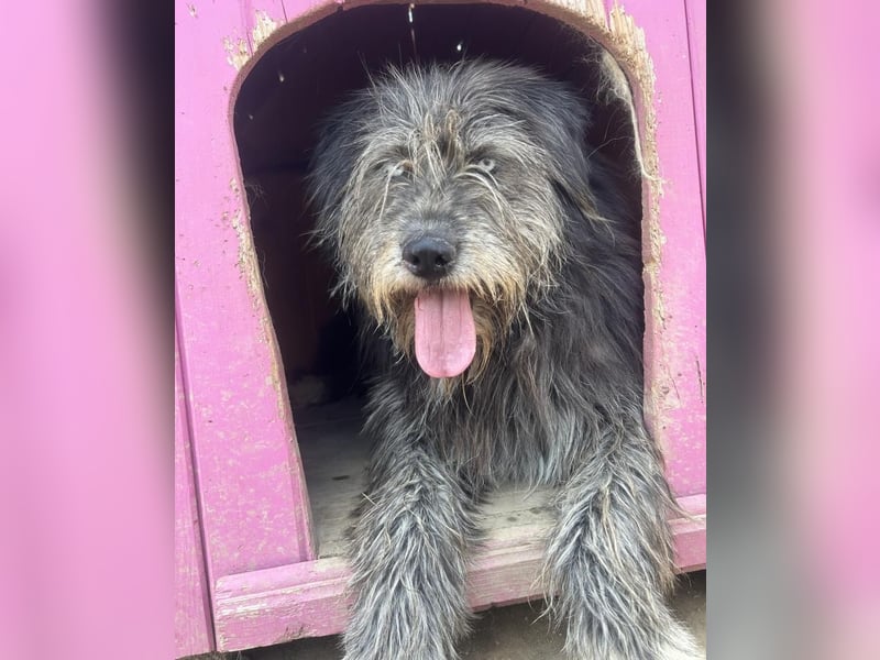 BLUE - Ozeanblaue Augen suchen DICH