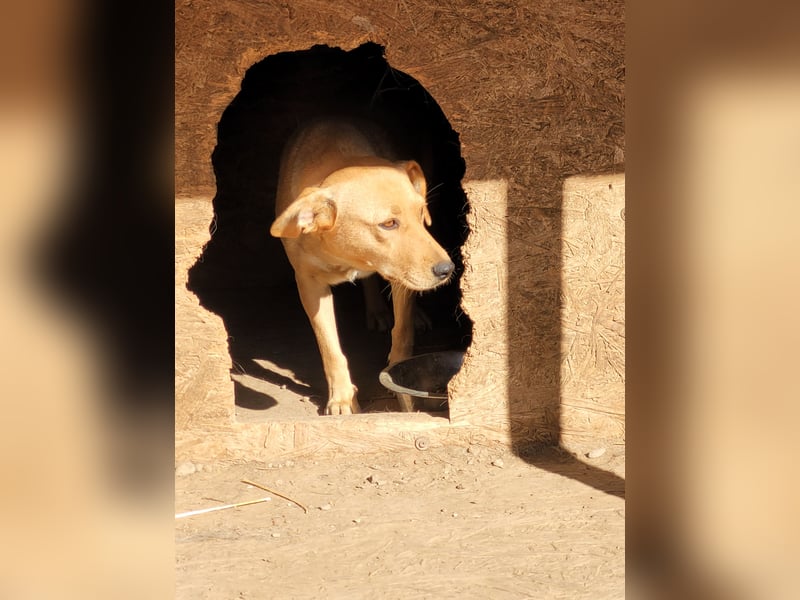 Schüchterne PUCHY sucht ein Zuhause