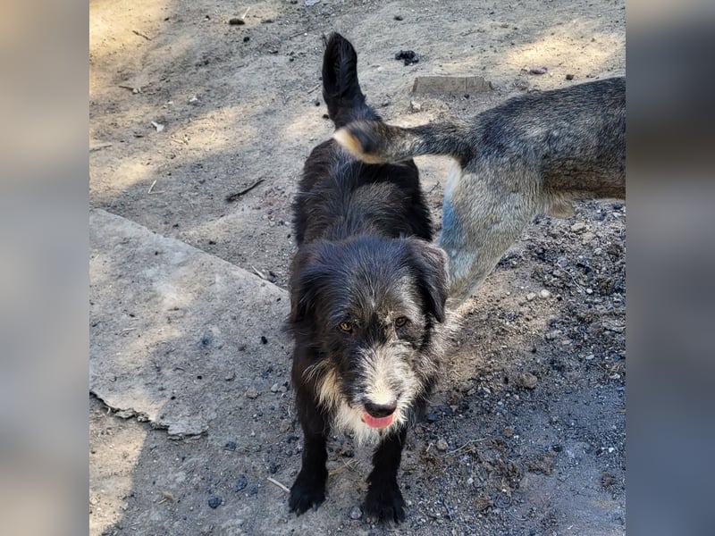 BLACKY möchte das Leben kennenlernen