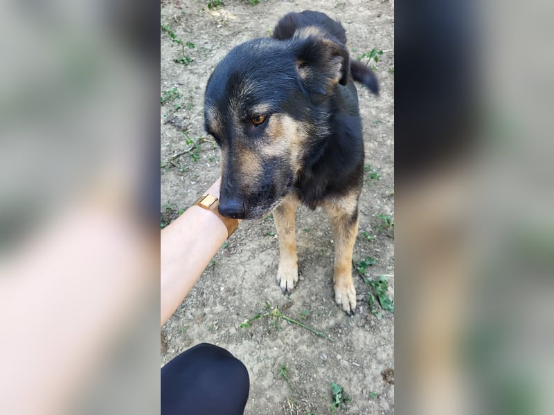 Treue SAMMY sucht ihr Zuhause