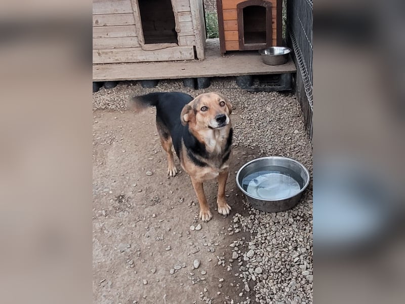 Sensible CHARLIE sucht ihre Menschen