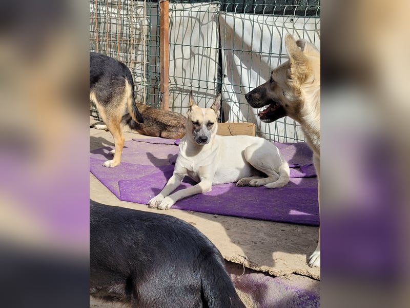 Nala sucht herzliches Zuhause