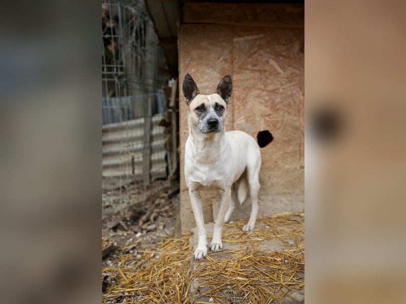 Nala sucht herzliches Zuhause