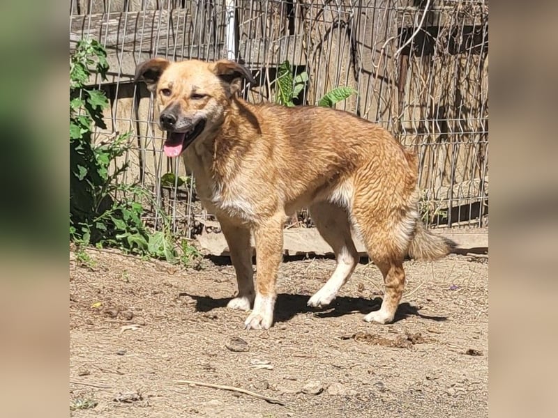 LISSY sucht ihre Menschen