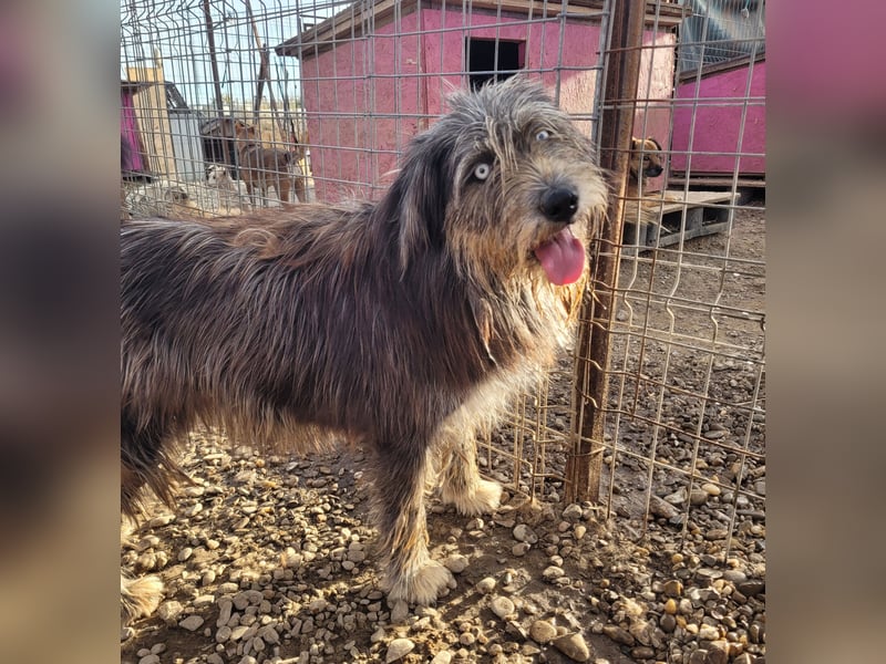 BLUE - Ozeanblaue Augen suchen DICH