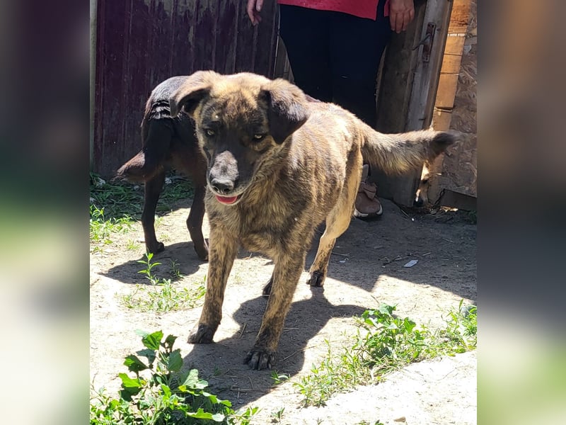 SANDY sucht Menschen zum kuscheln